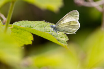 Cryptic Wood White (Leptidea juvernica) – Bull Island, Dublin, Ireland