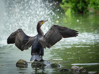 Black Cormorant drying its wings