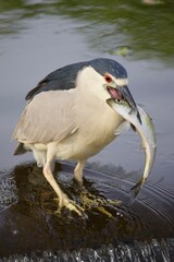black crown night heron with fish