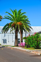 palm trees and a pink bench on the street in Bermuda
