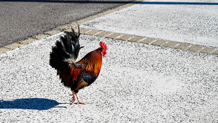 Multicolor rooster on the Bermuda street.