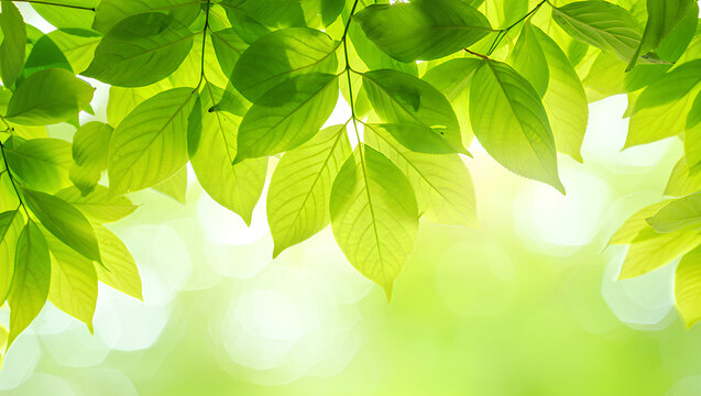 Vibrant Green Leaves, Sunlight Backlit, Spring Nature Background, Fresh and Serene Mood.