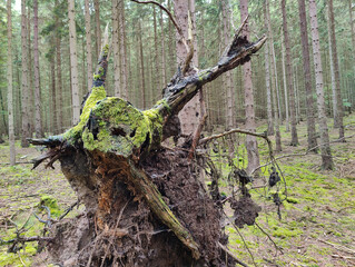 A dead tree in the middle of a forest covered in moss