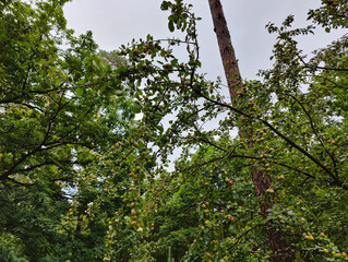 Fototapeta premium A bunch of apples hanging from a tree in a forest