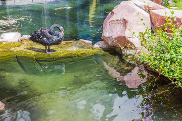 Close up view of black swan standing on rock by pond with clear water in sunny garden. Las Vegas. USA. 
