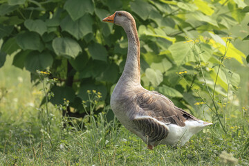 Close-up of an adult Toulouse Goose standing perpendicular to the camera lens against a lush green meadow and leafy bush on a sunny summer day.
