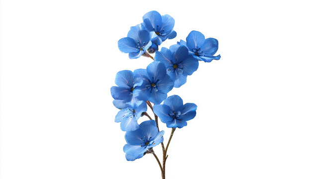 Azure flowers shine on white, highlighting petals. Ideal for floral arrangements, greeting cards, and spring themed marketing.