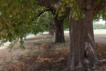 Fila de grandes árboles Aesculus hippocastanum (falsos castaños)