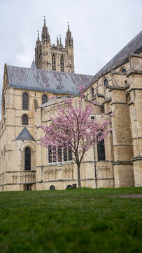 Canterbury cathedral in spring season. Famous gothic church landmark in kent england with pink cherry blossom tree in foreground