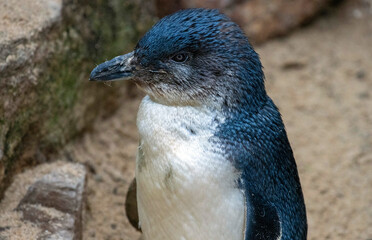 Little Blue Penguins ( Eudyptula minor)