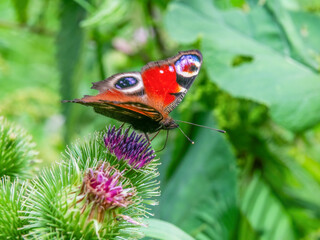 Motyl ssawką pije nektar kwiatowy