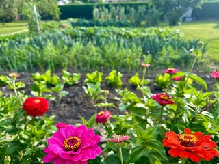 fleurs dans un potager 