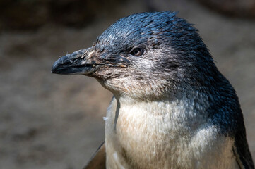 Little Blue Penguins ( Eudyptula minor)