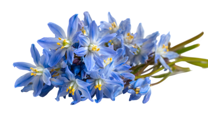 Scilla flower in blue tiny on white background 