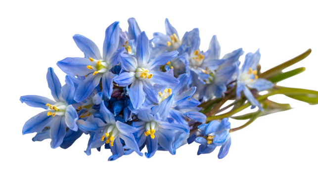 Scilla flower in blue tiny on white background 