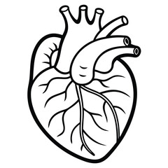Anatomical Heart Illustration With Vessels anatomy medical