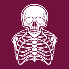 White human skeleton torso and skull on maroon background bones rib cage