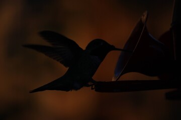 Hummingbird silhouette 