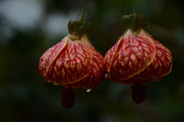 red and yellow flower