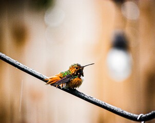 Hummingbird in the rain 