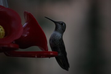 hummingbird feeding on a feeder