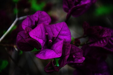 violet flower in the garden