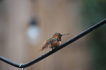 hummingbird on a branch