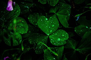 water drops on green leaf