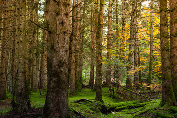 Forêt, Haute-Loire, France