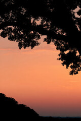 Fototapeta premium breathtaking summer dawn reveals stunning silhouette of tree against soft glow of rising sun