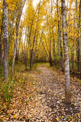 Obraz premium Colorful Autumn Leaves Walking the Trail Along the Bitterroot River in Hamilton Montana.