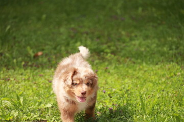 Small brown and white dog is running through a green field