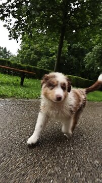 A Very Cute Little Puppy is Joyfully Running Playfully in the Park on a Beautiful Sunny Day