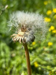Dandelion seeds in macro on green summer background