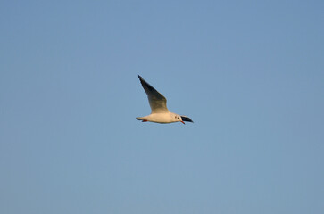 Medium-size wild seagull in the light of the sunset  soars high in the blue sky. Nature,seagull ,wild bird, flight, wildlife, protection.	