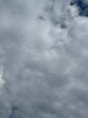 birds flying high in the cloudy sky