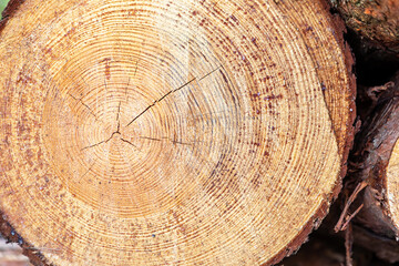 Naklejka premium Close-up view of tree rings showing age and growth patterns in a log
