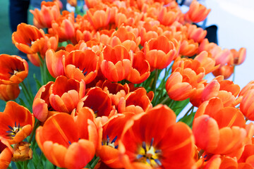 Vibrant orange tulips in full bloom showcasing natural beauty and floral elegance