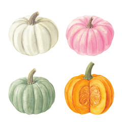 Watercolor set of colorful pumpkins, autumn harvest illustration, for Halloween and Thanksgiving greeting cards 