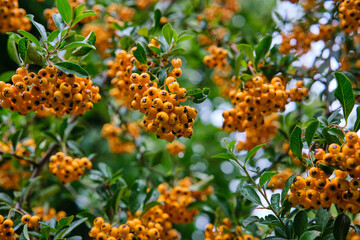 Selective focus shot of yellow hawthorn berries. Yellow hawthorn fresh and organic fruit tree.