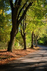 Colorful tree alley in the autumn park on a sunny day.