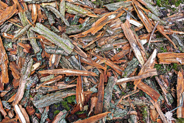 Wood chips spread across forest floor in natural habitat during daylight hours