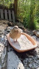 Japanese quail in sand bath