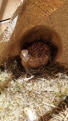 nest with japanese quail