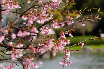 Cherry blossoms known as Sakura at the end of winter or beginning of spring. 