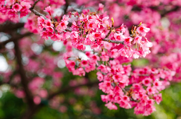 Cherry blossoms known as Sakura at the end of winter or beginning of spring. 