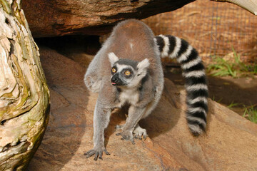 Juvenile Ring-Tailed Lemur on Rock