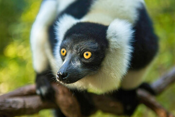 Black-and-White Ruffed Lemur on Branch
