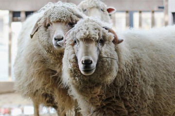 Woolly Sheep Standing Side-by-Side