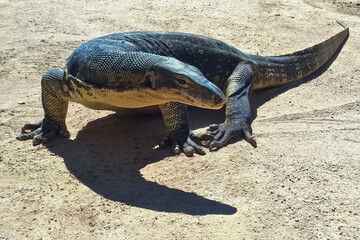 Savannah Monitor Lizard Walks on Sand